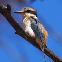 Red-backed Kingfisher